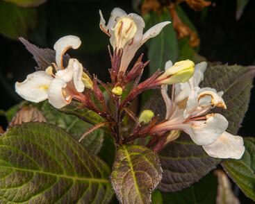 Vajgélie květnatá 'Ebony and Ivory'