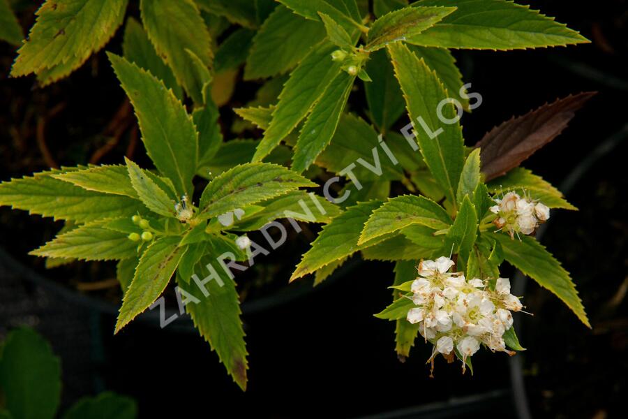 Tavolník japonský 'Sparkling Champagne' - Spiraea japonica 'Sparkling Champagne'