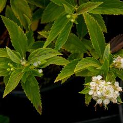 Tavolník japonský 'Sparkling Champagne' - Spiraea japonica 'Sparkling Champagne'