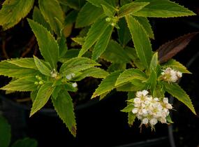 Tavolník japonský 'Sparkling Champagne' - Spiraea japonica 'Sparkling Champagne'