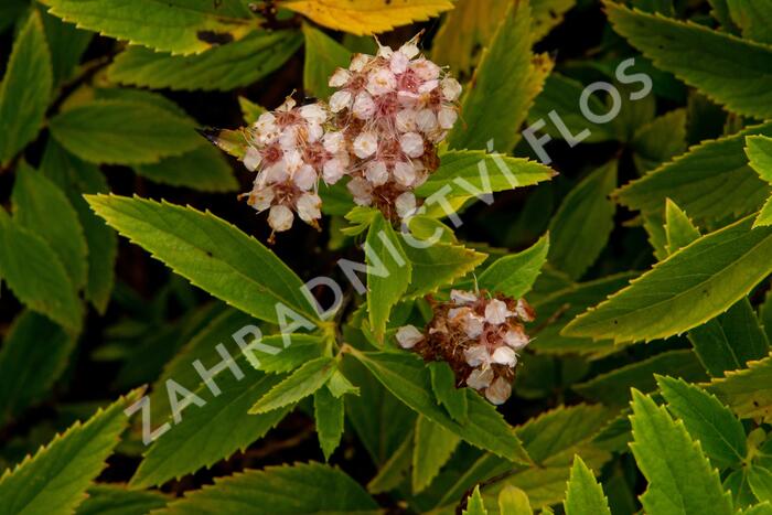 Tavolník japonský 'Sparkling Champagne' - Spiraea japonica 'Sparkling Champagne'