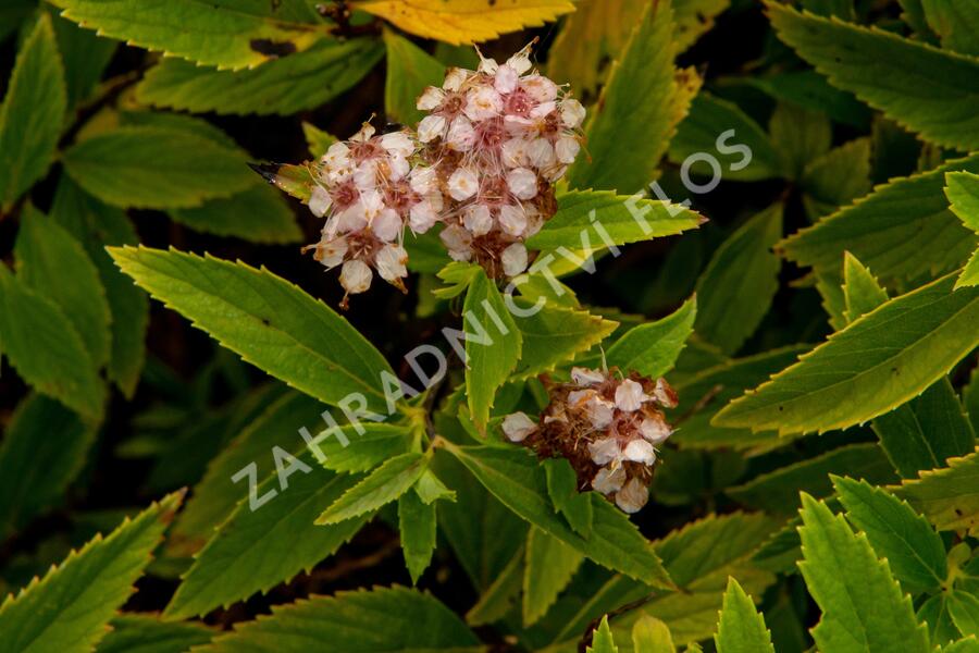 Tavolník japonský 'Sparkling Champagne' - Spiraea japonica 'Sparkling Champagne'