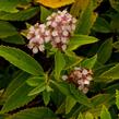 Tavolník japonský 'Sparkling Champagne' - Spiraea japonica 'Sparkling Champagne'