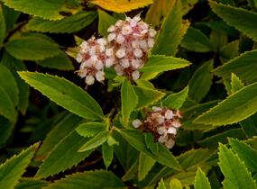 Tavolník japonský 'Sparkling Champagne' - Spiraea japonica 'Sparkling Champagne'