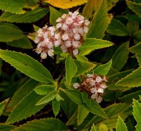 Tavolník japonský 'Sparkling Champagne' - Spiraea japonica 'Sparkling Champagne'