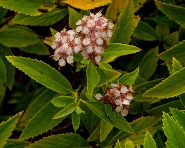 Tavolník japonský 'Sparkling Champagne'