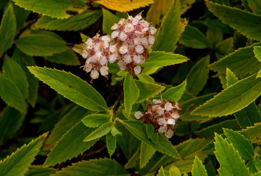 Tavolník japonský 'Sparkling Champagne' - Spiraea japonica 'Sparkling Champagne'