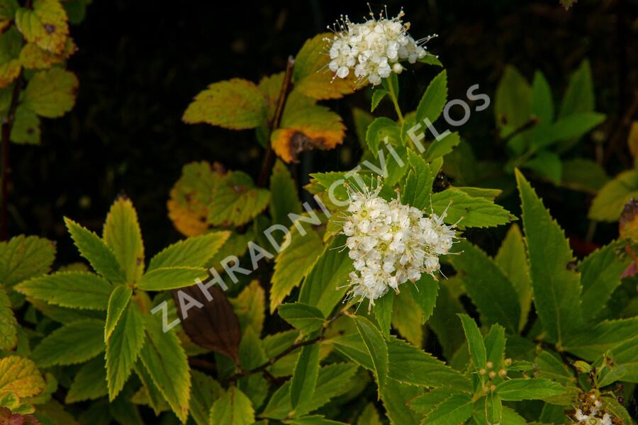 Tavolník japonský 'Sparkling Champagne' - Spiraea japonica 'Sparkling Champagne'