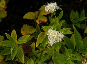 Tavolník japonský 'Sparkling Champagne' - Spiraea japonica 'Sparkling Champagne'
