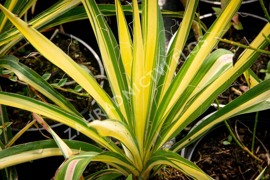 Juka vláknitá 'Color Guard' - Yucca filamentosa 'Color Guard'