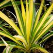 Juka vláknitá 'Color Guard' - Yucca filamentosa 'Color Guard'