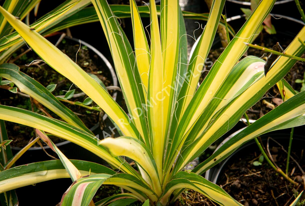 Juka vláknitá 'Color Guard' - Yucca filamentosa 'Color Guard'