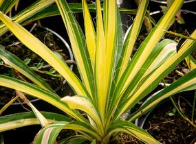 Juka vláknitá 'Color Guard' - Yucca filamentosa 'Color Guard'