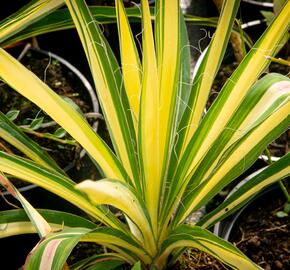 Juka vláknitá 'Color Guard' - Yucca filamentosa 'Color Guard'