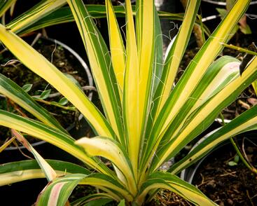 Juka vláknitá 'Color Guard'