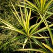 Juka vláknitá 'Color Guard' - Yucca filamentosa 'Color Guard'
