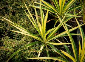Juka vláknitá 'Color Guard' - Yucca filamentosa 'Color Guard'