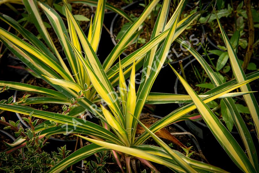 Juka vláknitá 'Color Guard' - Yucca filamentosa 'Color Guard'