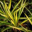 Juka vláknitá 'Color Guard' - Yucca filamentosa 'Color Guard'