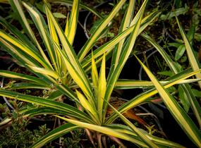Juka vláknitá 'Color Guard' - Yucca filamentosa 'Color Guard'