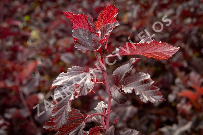 Tavola kalinolistá 'Summer Wine' - Physocarpus opulifolius 'Summer Wine'