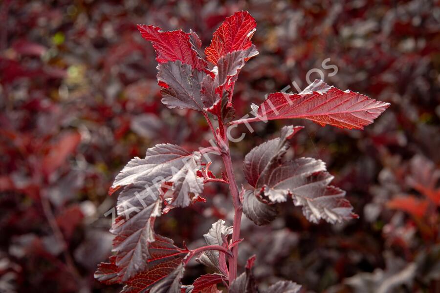 Tavola kalinolistá 'Summer Wine' - Physocarpus opulifolius 'Summer Wine'