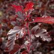 Tavola kalinolistá 'Summer Wine' - Physocarpus opulifolius 'Summer Wine'