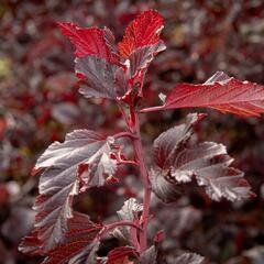 Tavola kalinolistá 'Summer Wine' - Physocarpus opulifolius 'Summer Wine'