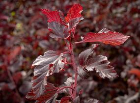 Tavola kalinolistá 'Summer Wine' - Physocarpus opulifolius 'Summer Wine'