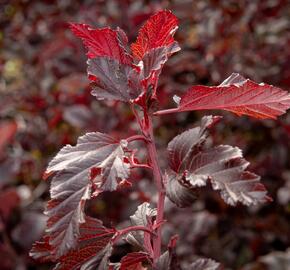 Tavola kalinolistá 'Summer Wine' - Physocarpus opulifolius 'Summer Wine'