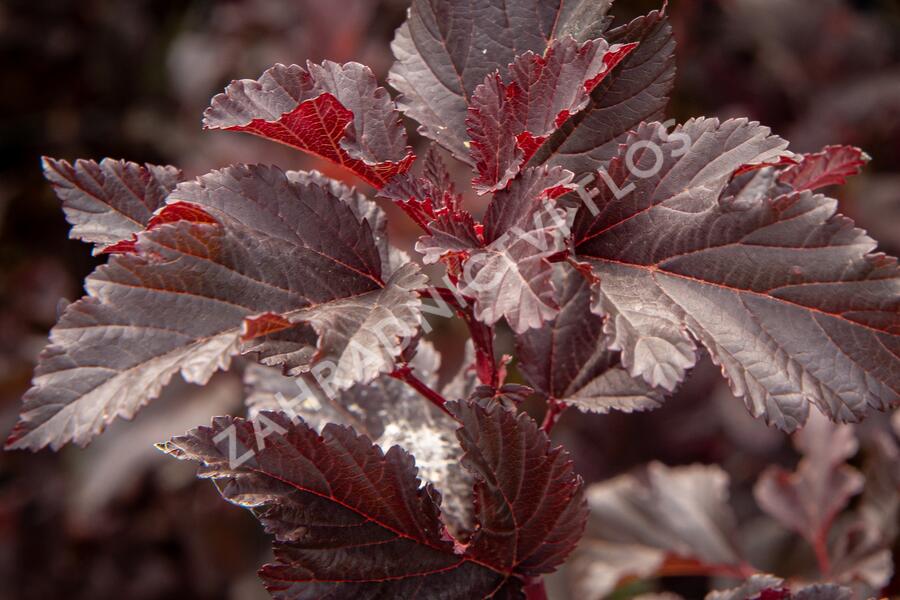 Tavola kalinolistá 'Summer Wine' - Physocarpus opulifolius 'Summer Wine'