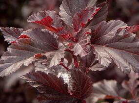 Tavola kalinolistá 'Summer Wine' - Physocarpus opulifolius 'Summer Wine'