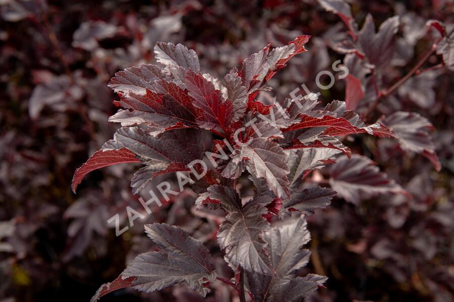 Tavola kalinolistá 'Summer Wine' - Physocarpus opulifolius 'Summer Wine'