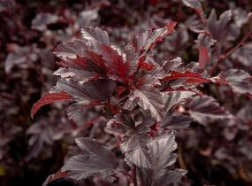 Tavola kalinolistá 'Summer Wine' - Physocarpus opulifolius 'Summer Wine'