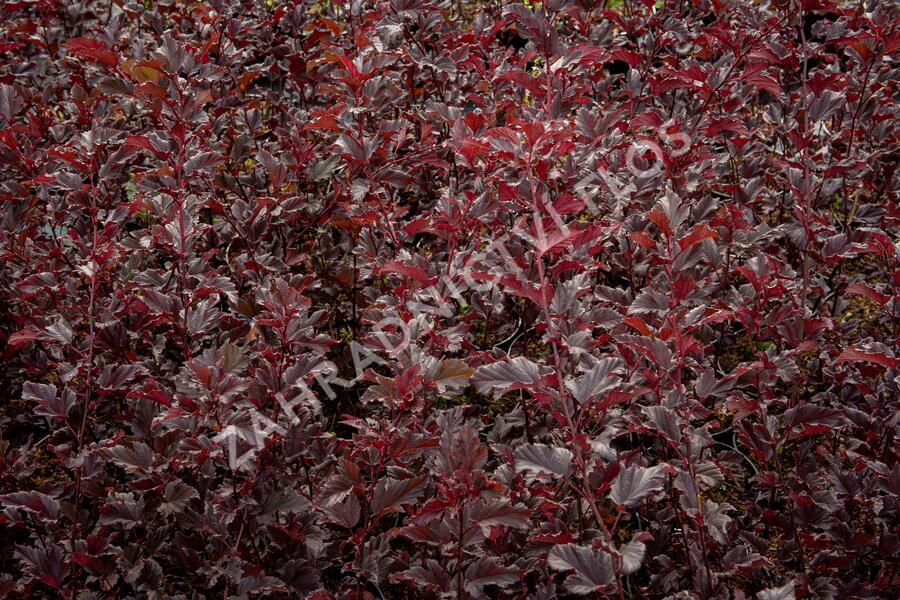 Tavola kalinolistá 'Summer Wine' - Physocarpus opulifolius 'Summer Wine'