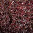 Tavola kalinolistá 'Summer Wine' - Physocarpus opulifolius 'Summer Wine'