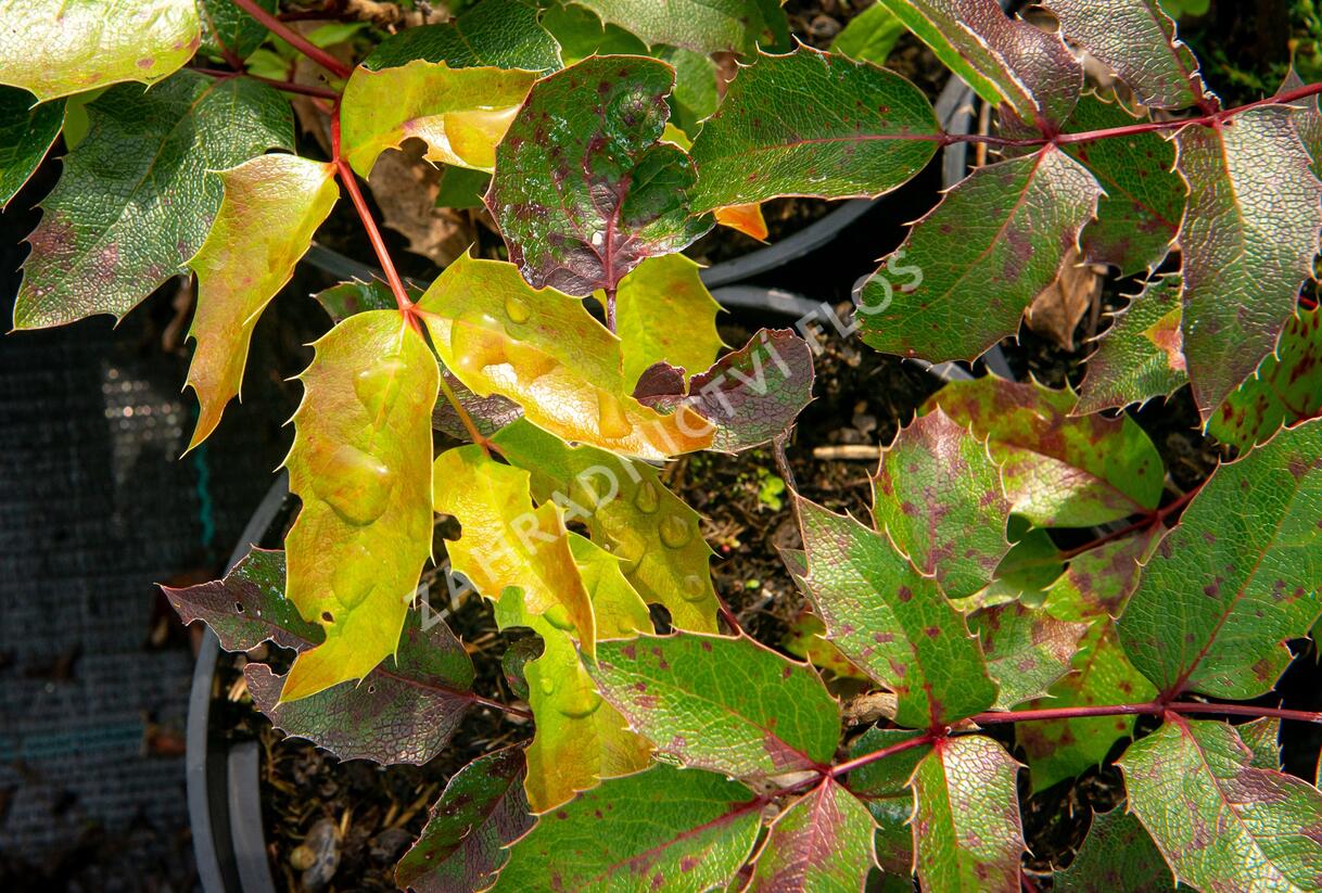 Mahonie cesmínolistá 'Apollo' - Mahonia aquifolium 'Apollo'