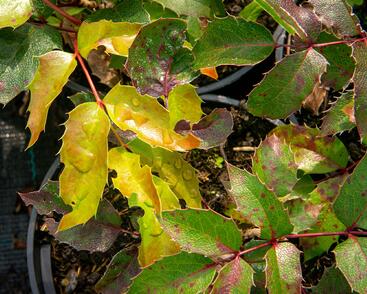 Mahonie cesmínolistá 'Apollo'