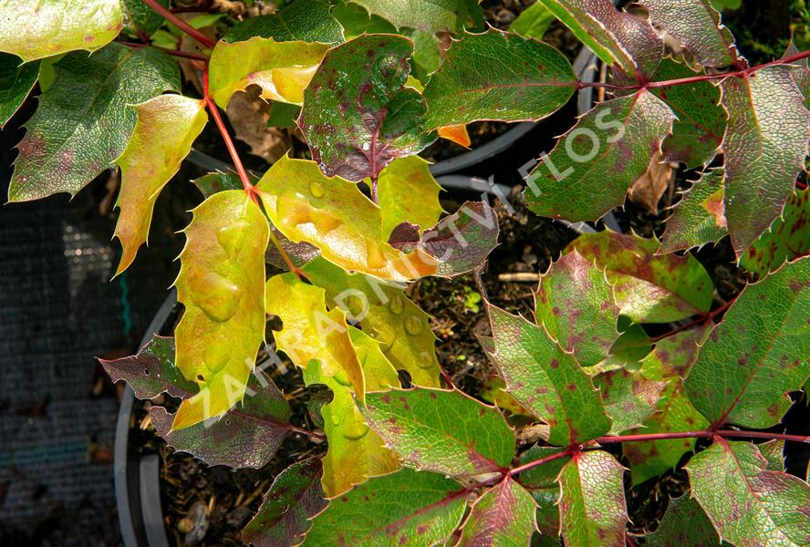 Mahonie cesmínolistá 'Apollo' - Mahonia aquifolium 'Apollo'