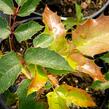 Mahonie cesmínolistá 'Apollo' - Mahonia aquifolium 'Apollo'