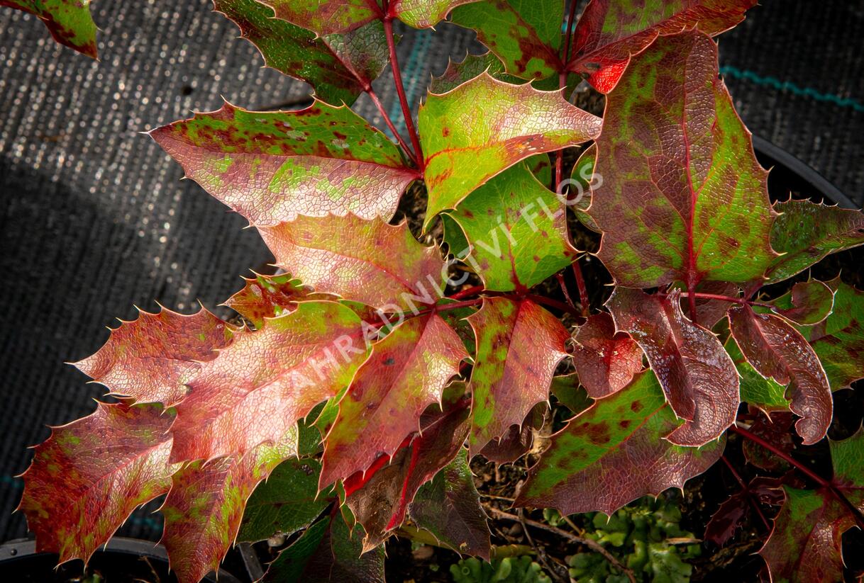 Mahonie cesmínolistá 'Apollo' - Mahonia aquifolium 'Apollo'