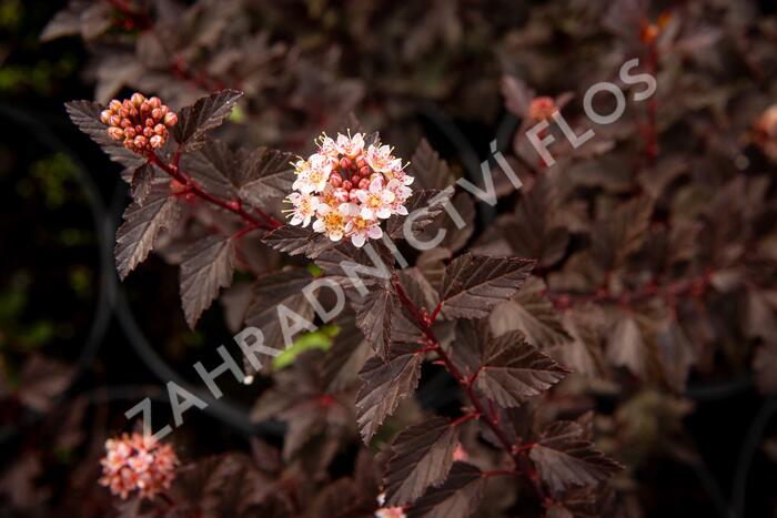 Tavola kalinolistá 'Little Joker' - Physocarpus opulifolius 'Little Joker'