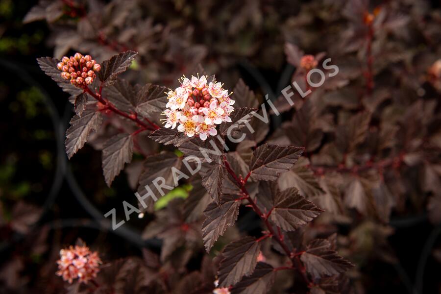 Tavola kalinolistá 'Little Joker' - Physocarpus opulifolius 'Little Joker'