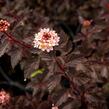 Tavola kalinolistá 'Little Joker' - Physocarpus opulifolius 'Little Joker'