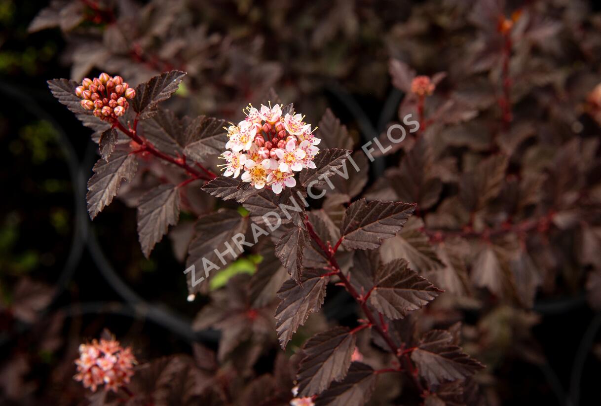 Tavola kalinolistá 'Little Joker' - Physocarpus opulifolius 'Little Joker'