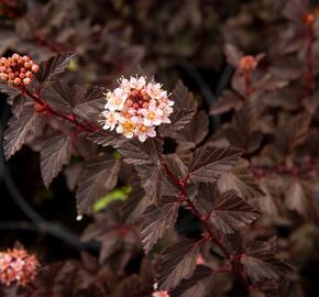 Tavola kalinolistá 'Little Joker' - Physocarpus opulifolius 'Little Joker'