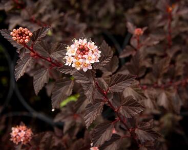 Tavola kalinolistá 'Little Joker'