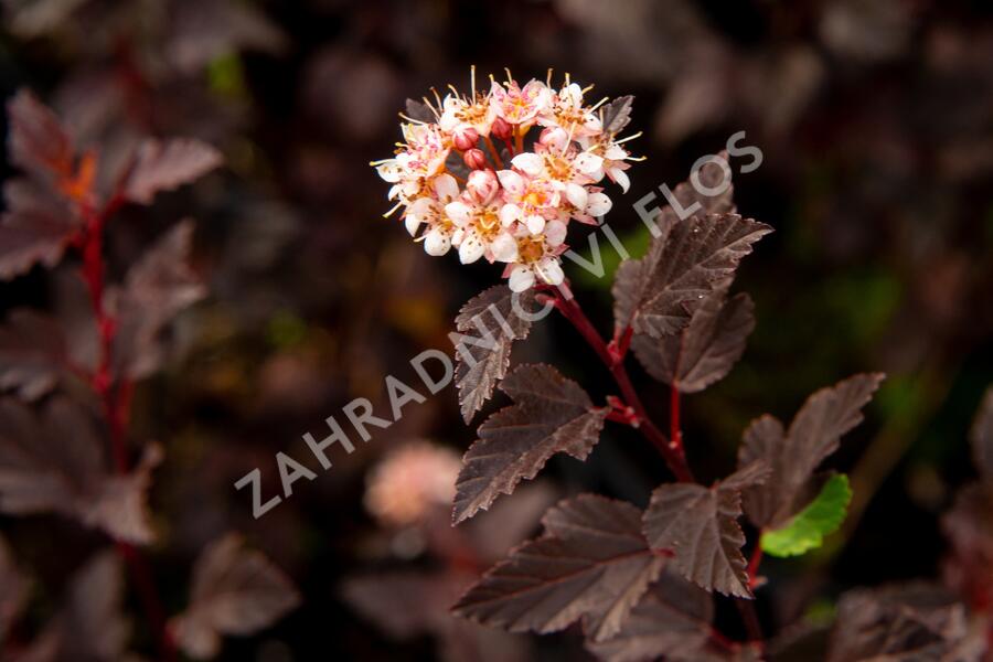 Tavola kalinolistá 'Little Joker' - Physocarpus opulifolius 'Little Joker'