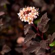 Tavola kalinolistá 'Little Joker' - Physocarpus opulifolius 'Little Joker'