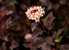 Tavola kalinolistá 'Little Joker' - Physocarpus opulifolius 'Little Joker'